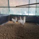 상방농장 이미지