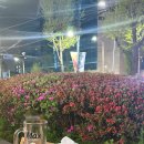 알랑치킨 이미지