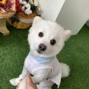 뚜드림 다사점 이미지