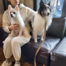 행복하개키울고양 이미지