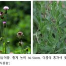 [야생초 편지] 62. 조뱅이 이미지