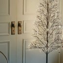 빛-자작나무 이미지