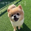 멍스쿨 전주애견유치원 애견호텔 이미지