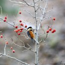 산새민박 이미지