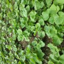 고지농장 이미지