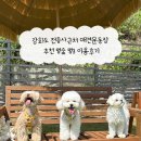 멍꿀잠 | 강화도 전등사근처 애견운동장 추천 멍숲 멍3 이용후기
