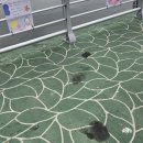 원투 | 포항 낚시 양포항 원투낚시 포인트, 하모(갯장어)잡은 후기