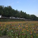 은행나무길 대여소 이미지