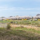 충훈2교 옆 | 2026 충훈 벚꽃길 1부 (주변 꽃밭)