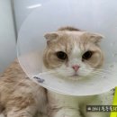 호계동물병원 이미지