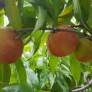 재진2농장 이미지