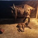 송림흑염소농장 이미지