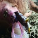 백령동물병원 이미지