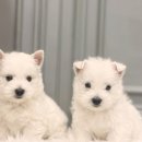 오케이독 이미지