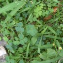 여의도고등학교 Daum카페