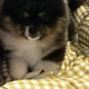 아띠아몽 이미지