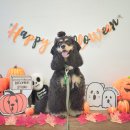 용인 애견용품 전문점 <b>비커밍</b><b>스튜디오</b>