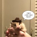 로와이