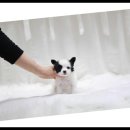 더독스 강아지분양 서울 이미지