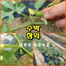 (텃밭일지/230610) 수박과 참외 순치기 작업 이미지