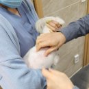수지동물의료원 | 강아지 예방접종 후기 : 강아지 필수 예방접종 종류 및 시기