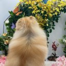 도톨그루밍 이미지