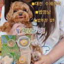 밥멍냥 | 대전 가장동 입짧은 말티푸 밥투정 끝! 밥멍냥 수제간식 댕치킨으로 눈물까지 해결 찐 후기