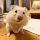 햄찌PX | [5/3~5/5] 바쁘지만 행복했던 연휴일상(어버이날 한약용돈박스, 성심당 망고시루 후기, 황매산철쭉축제)