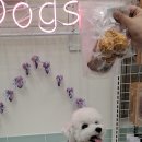 버블독스 부산대점 이미지