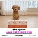 조인트케어 | 슬개골에 좋은 강아지 관절 영양제 추천 액티브 조인트케어 내돈내산 후기