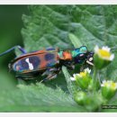 중랑천변4(녹천교) 이미지