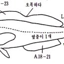 놀래미 이미지