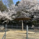 더로찌 이미지