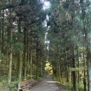 하천농장 | 제주 여행: 삼다수 숲길 산책 후기, 방문 및 주차 정보, 코스 소개