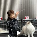 랙돌캐터리파이널돌 이미지