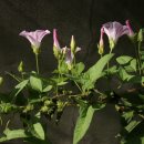 꽃회사농장 이미지