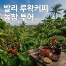 농장 | 발리 루왁커피 농장 후기 (우붓 커피 투어·비용 총정리)
