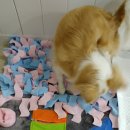 더도그맨션 이미지