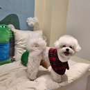 살랑살랑 펫미용 | 강아지 미용 실패 NO! 대구 수성구 또리네 펫살롱에서 정답 찾았다🔥