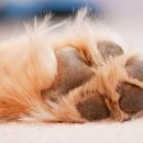 개발바닥 이미지