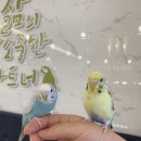 리프패럿구미점