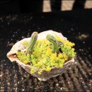 아리랜드 이미지