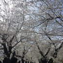 맛뽀기 | [울산 작천정 벚꽃축제] 랑이뽀기 애견동반 후기 주차정보
