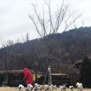 블리스독 네이버블로그