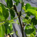 새순2농장 이미지