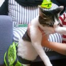 뽑기대마왕 이미지