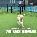 앤펜션 | 가평 댕댕이애견글램핑앤펜션 강아지글램핑 후기