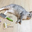 그루밍도그 이미지