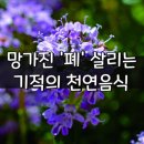 망가진 '폐' 살리는 기적의 천연음식 이미지