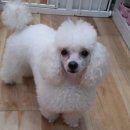 늘안아줄개 이미지